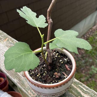 Brown Turkey Fig plant in Coventry, Rhode Island