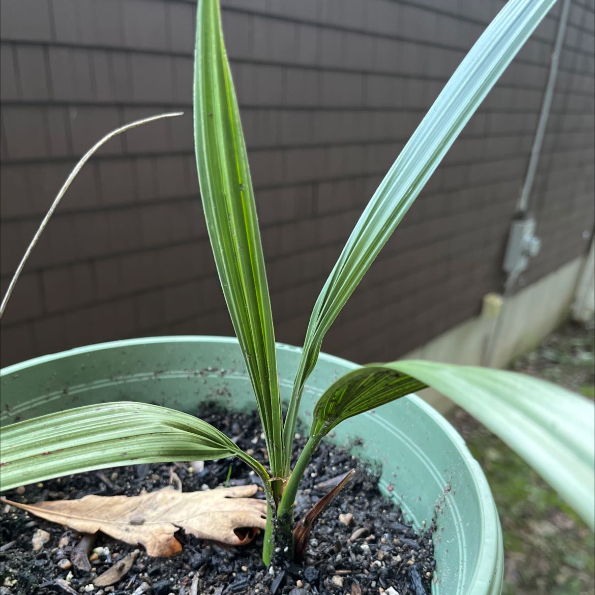 Young Date Palm plant in a green pot with some leaf discoloration and visible soil.