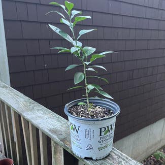 Grapefruit Tree plant in Coventry, Rhode Island