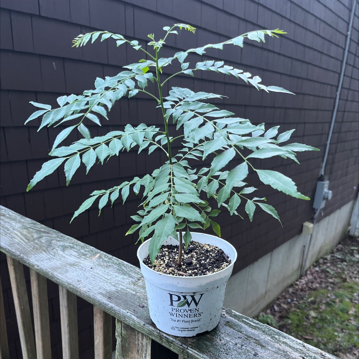 Curry Tree plant in a small pot on a wooden railing, appears healthy.