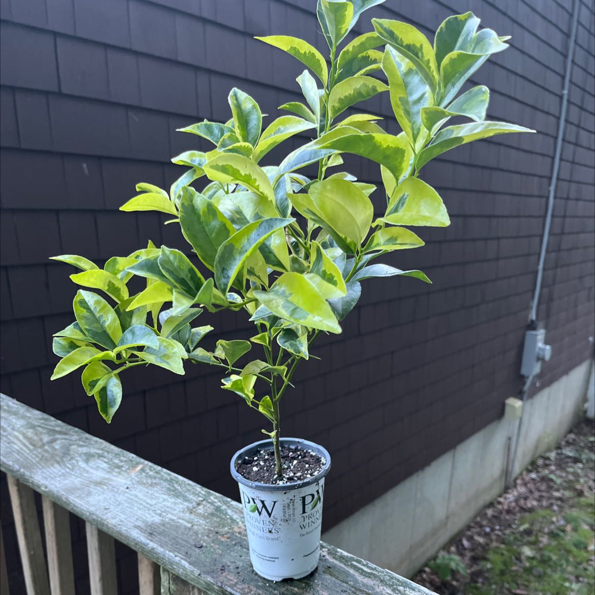 Photo of the plant species Rough Lemon by @Crvidae named Var. Rough Lemon on Greg, the plant care app