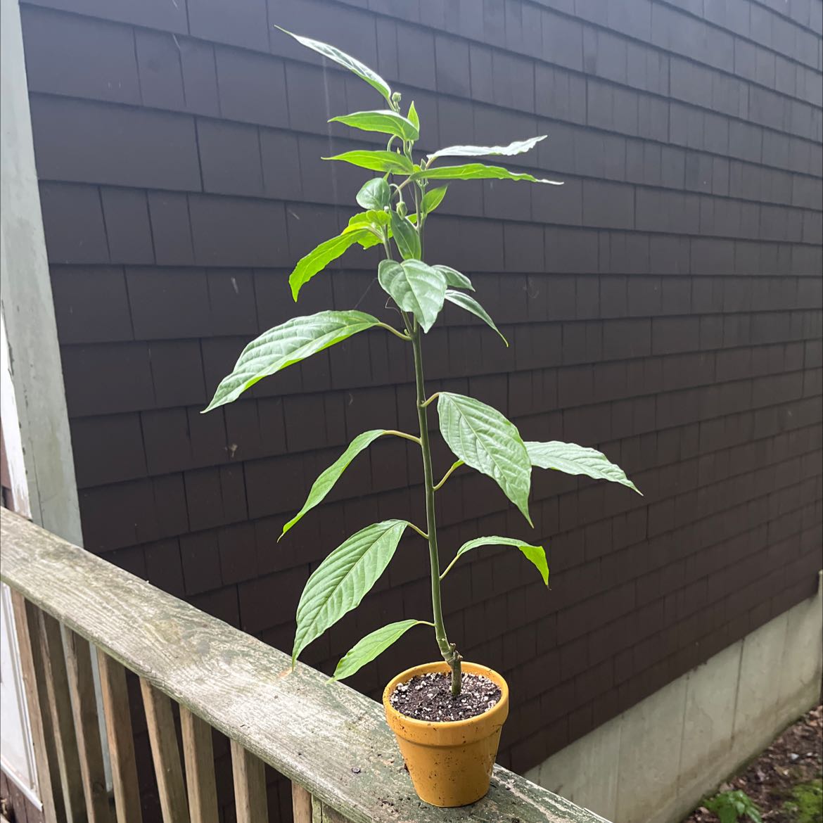 Photo of the plant species Ylang Ylang by @Crvidae named Ylang Ylang on Greg, the plant care app