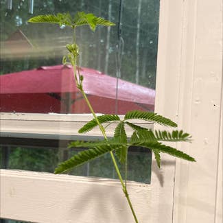 Sensitive Plant plant in Coventry, Rhode Island