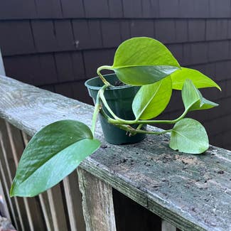 Golden Pothos plant in Coventry, Rhode Island