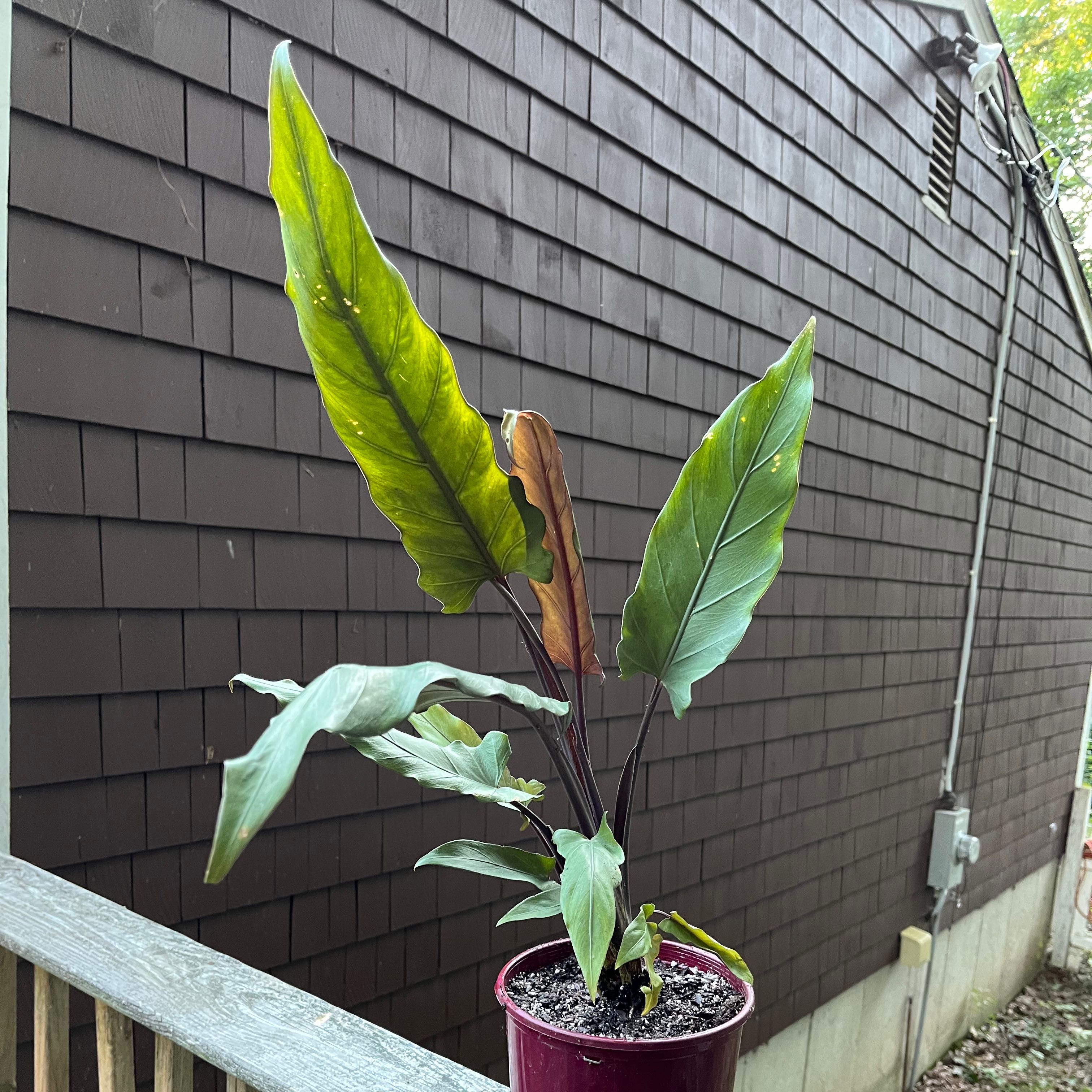 Purple Sword plant with some yellowing and browning leaves in a pot outdoors.