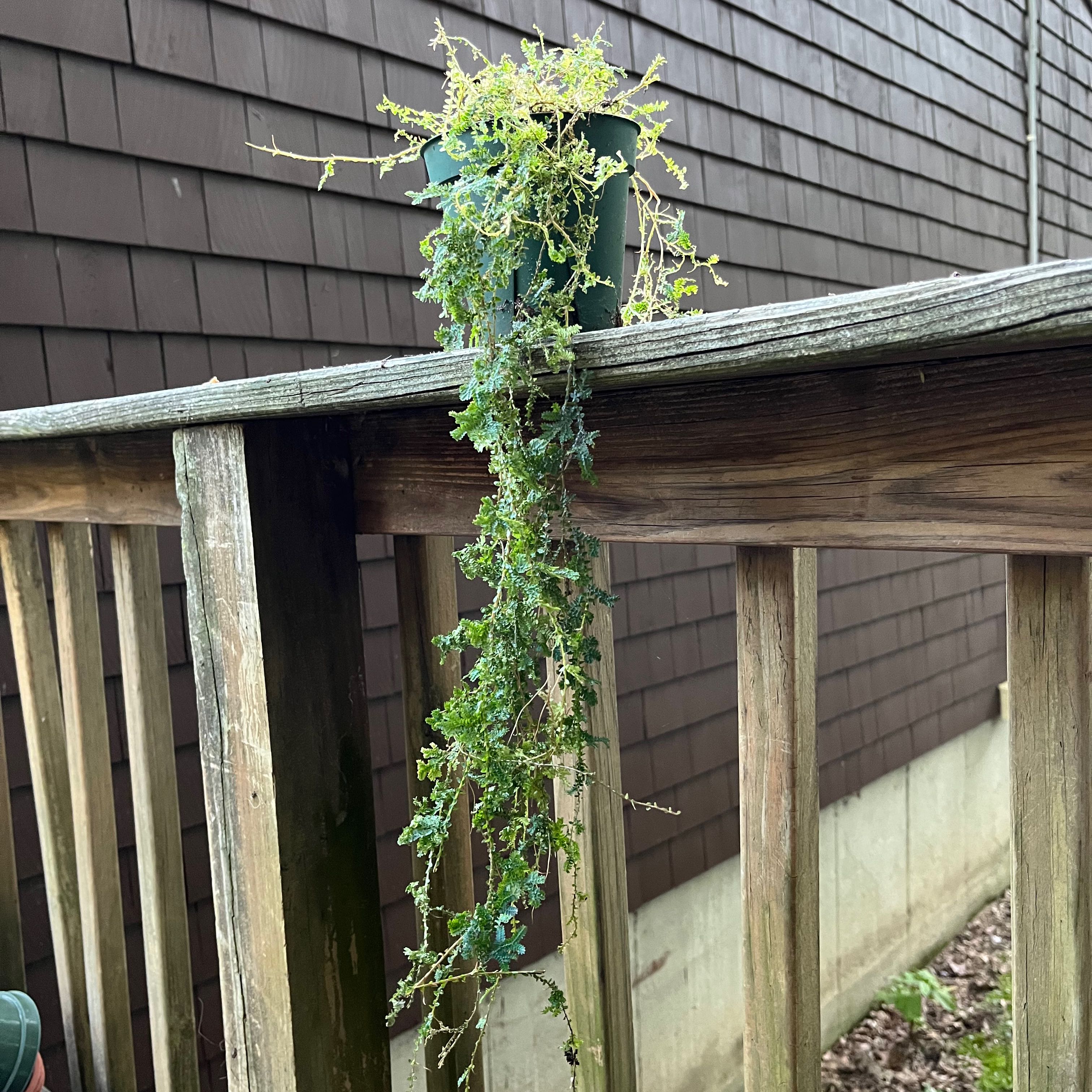 Potted Rainbow moss, Peacock fern with trailing stems on a wooden railing.