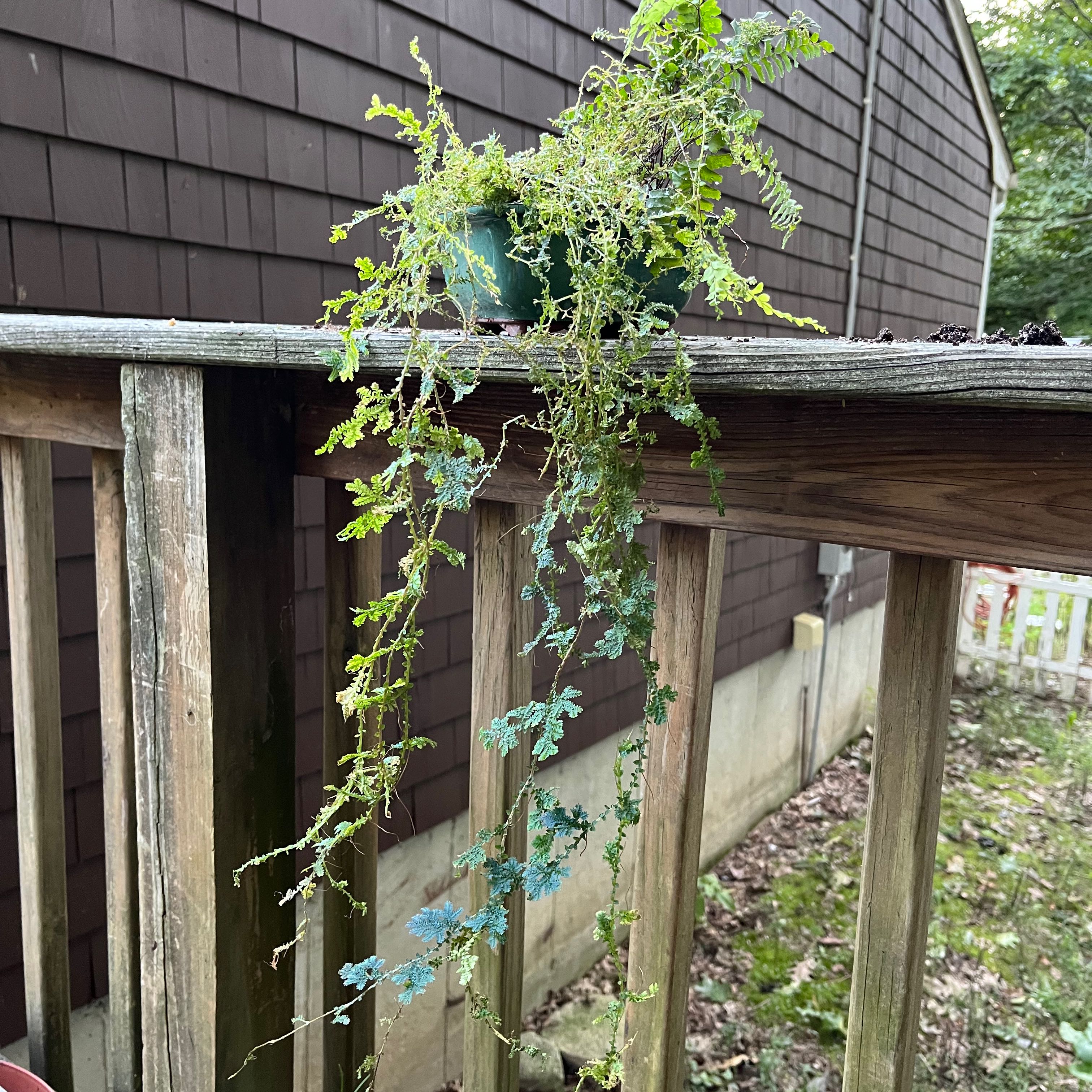 Rainbow moss, Peacock fern in a pot with cascading foliage, some yellowing and browning leaves.