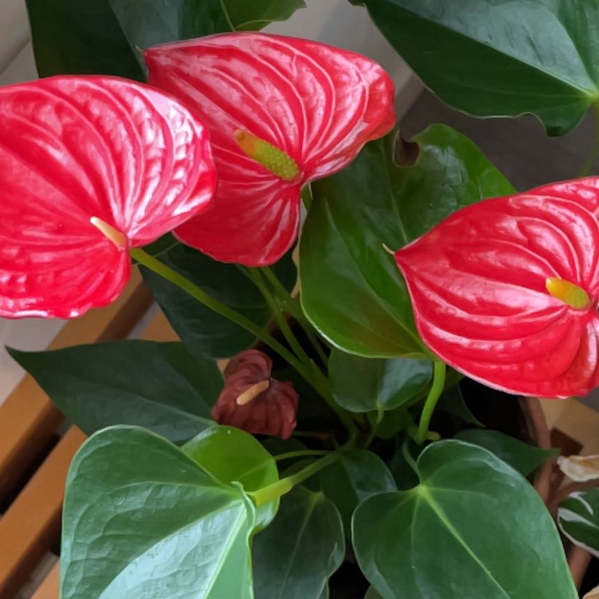 Anthurium Is Toxic To Cats 🐈