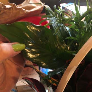 Peace Lily plant in Olean, New York