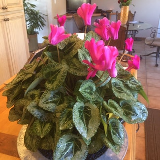 Persian Cyclamen plant in Somewhere on Earth