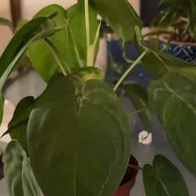 Photo of the plant species Syngonium Frosted Heart by Anna named Remington on Greg, the plant care app