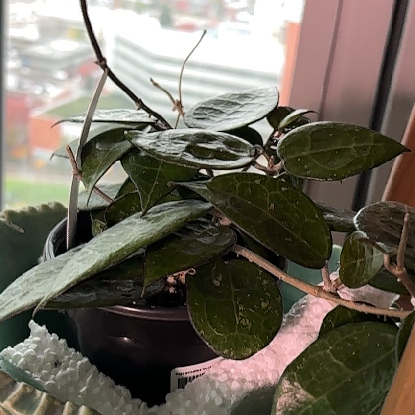 Photo of the plant species Hoya parasitica by Anne named Miley on Greg, the plant care app