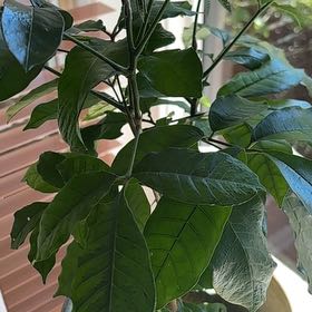 Photo of the plant species Natal Mahogany by Anne named Rainier on Greg, the plant care app