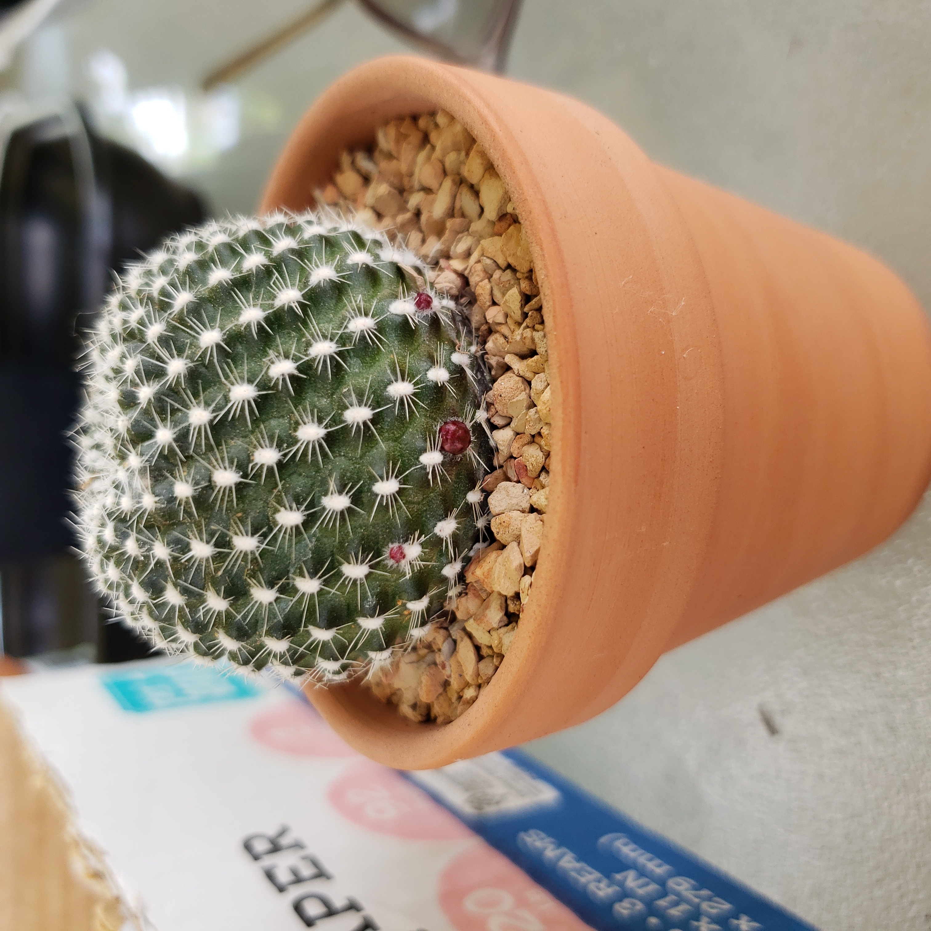 Rebutia krainziana uploaded to the Greg plant app by @usered9b8032