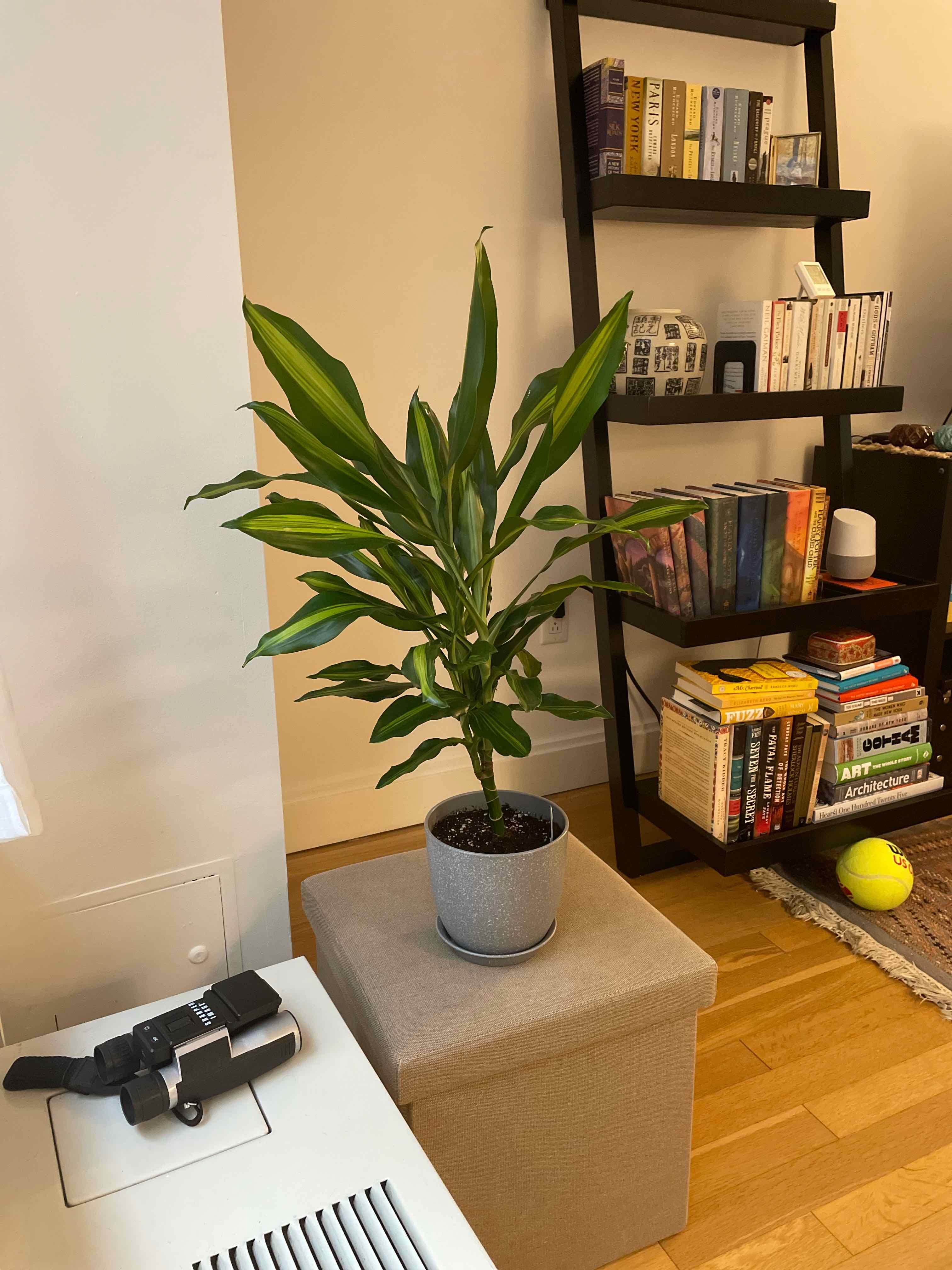 Dracaena Cintho plant in a pot on a small table, with a bookshelf in the background.