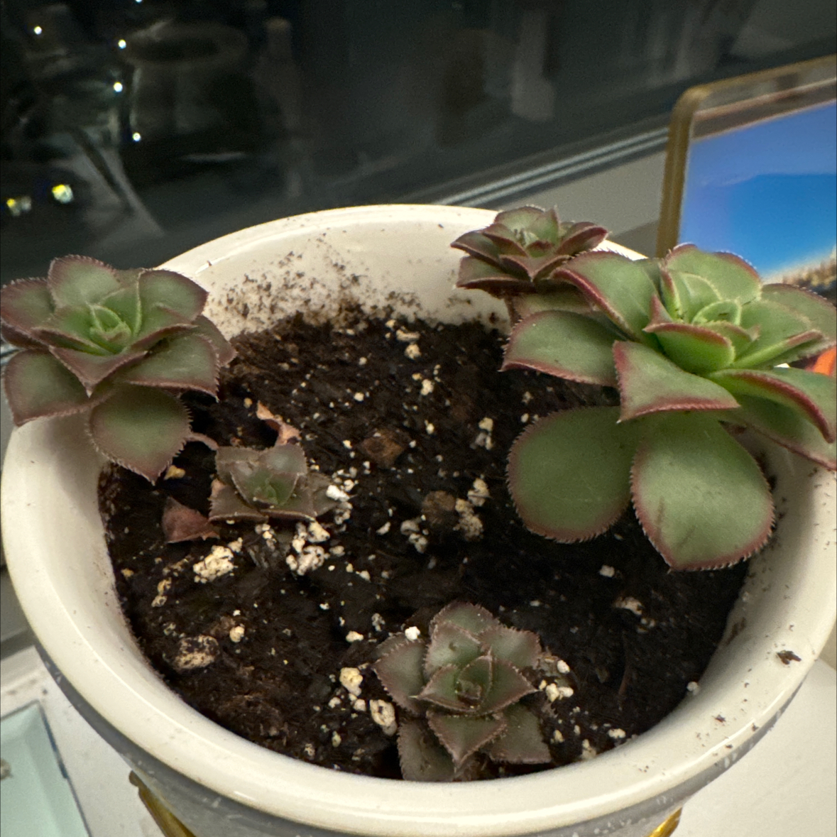Potted Aeonium 'Kiwi' plant with multiple rosettes and visible soil.