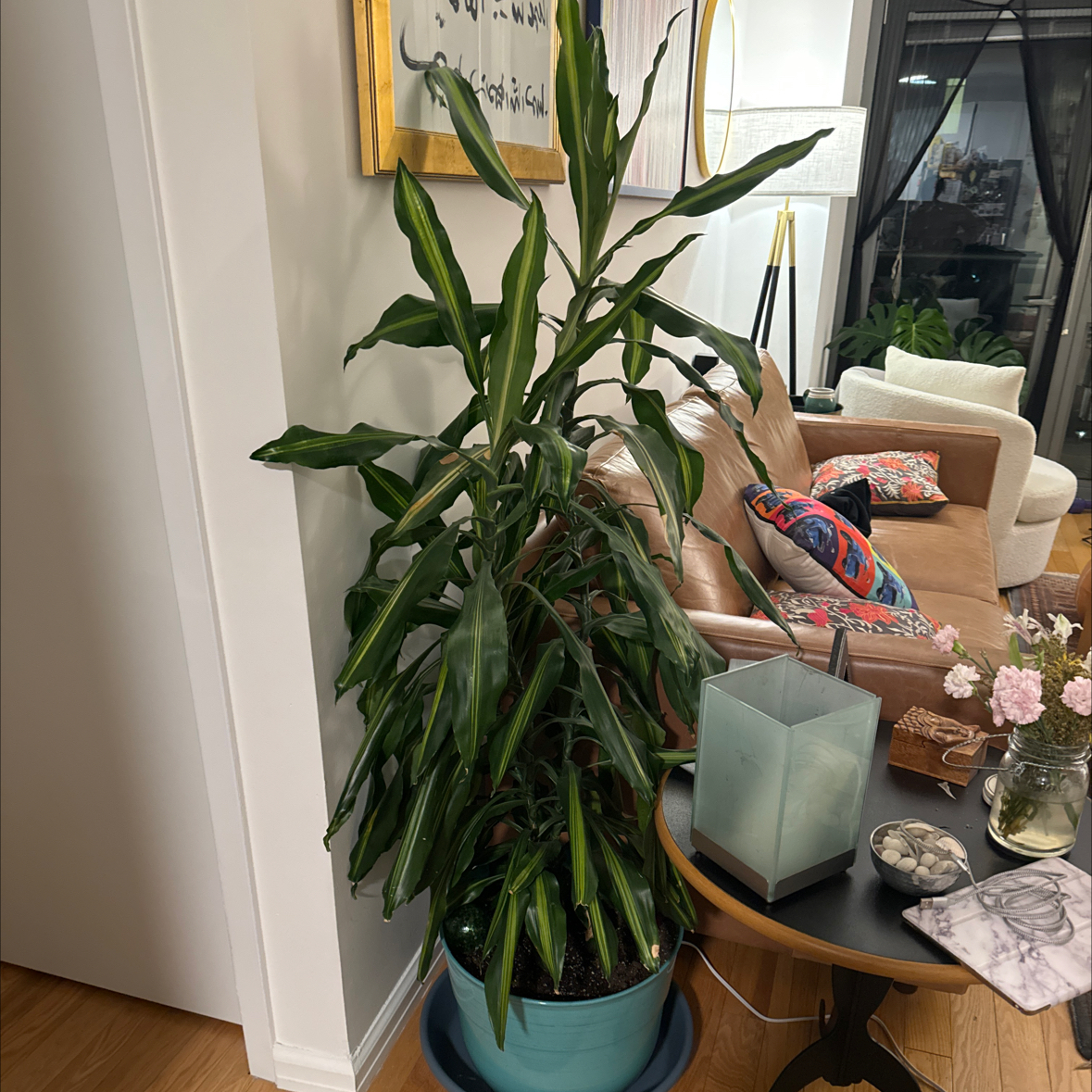 Indoor Dracaena Cintho plant in a blue pot, appears healthy and well-framed.