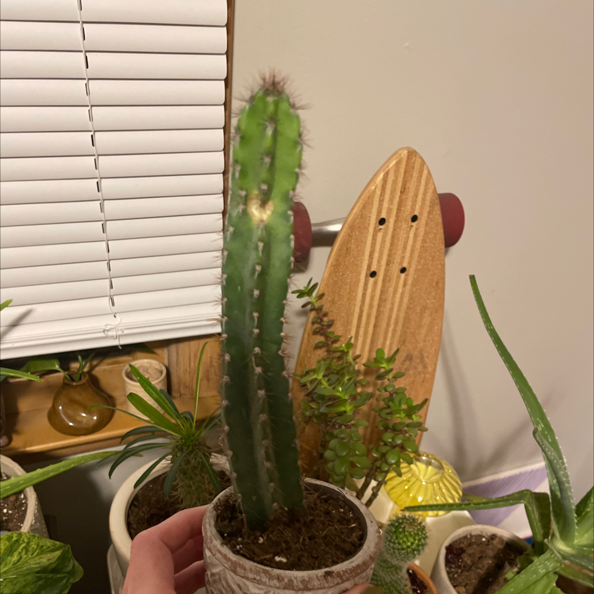 Potted Pleated Cereus cactus with visible soil, surrounded by other plants and a skateboard in the background.
