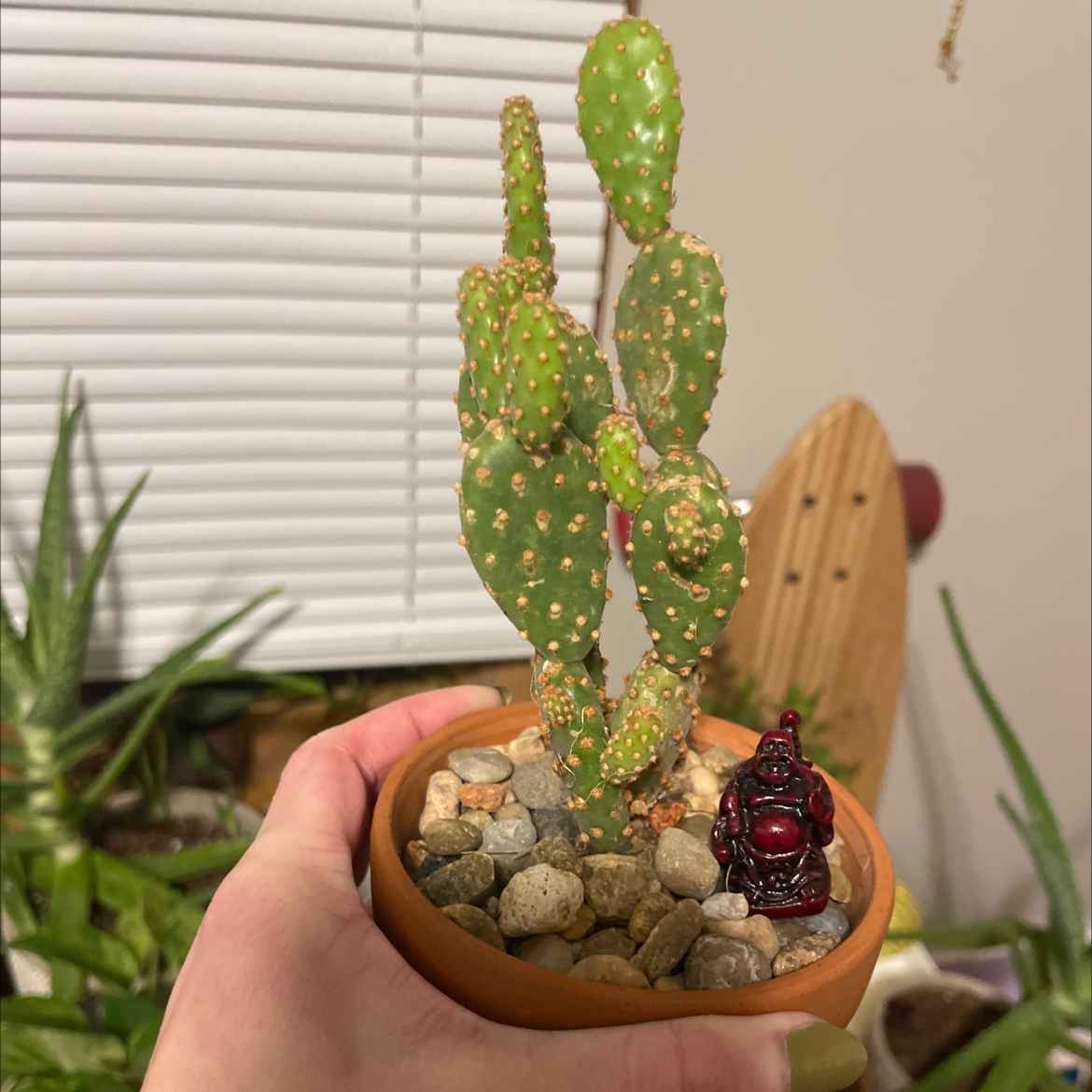 Drooping Prickly Pear plant in a small pot with rocky soil, held by a hand.