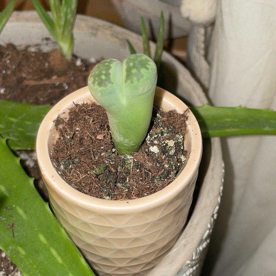 Lithops bromfieldii plant in a small pot with visible soil, well-framed and in focus.