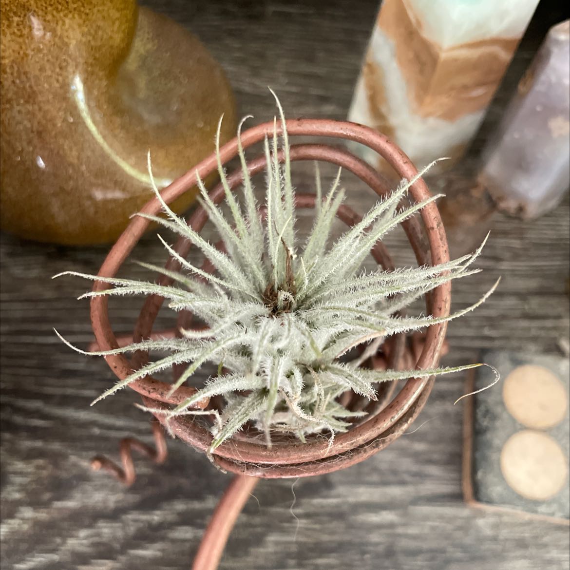 Image of a healthy Small Ballmoss plant in a spiral holder, well-framed and in focus.