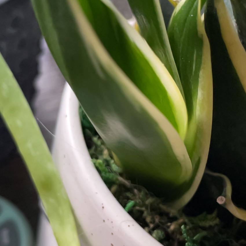 Close-up of a healthy Silver Snake Plant with green leaves and white edges in a white pot.