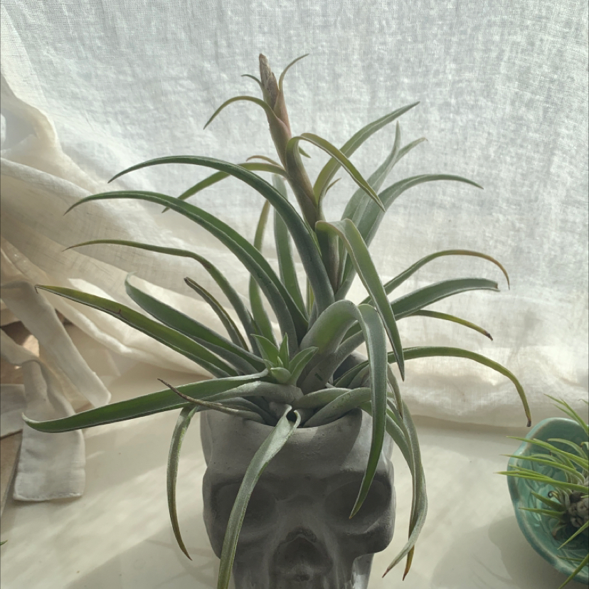 Tillandsia harrisii plant in a skull-shaped pot with slight yellowing on leaf tips.