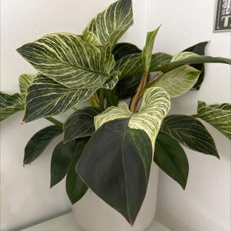 Philodendron Birkin plant in Somewhere on Earth