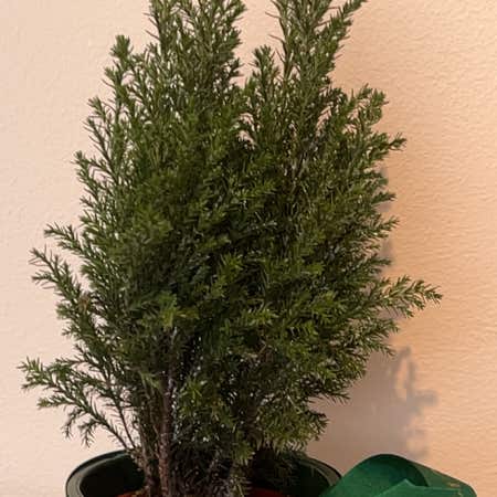 Photo of the plant species Monterey Cypress by @Plantsy named Osmo on Greg, the plant care app