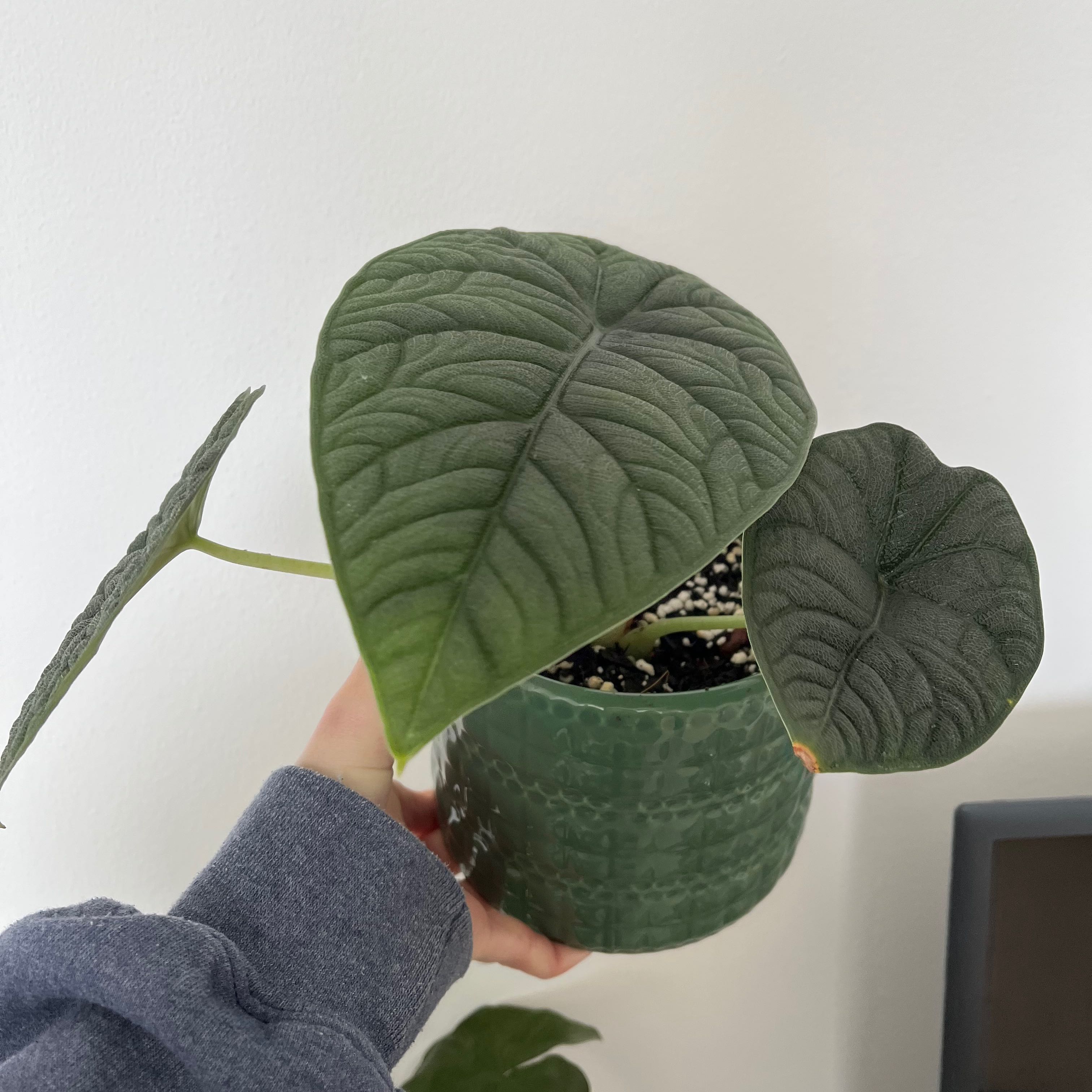 Alocasia 'Rugosa' plant with three healthy leaves in a green pot, held by a hand.