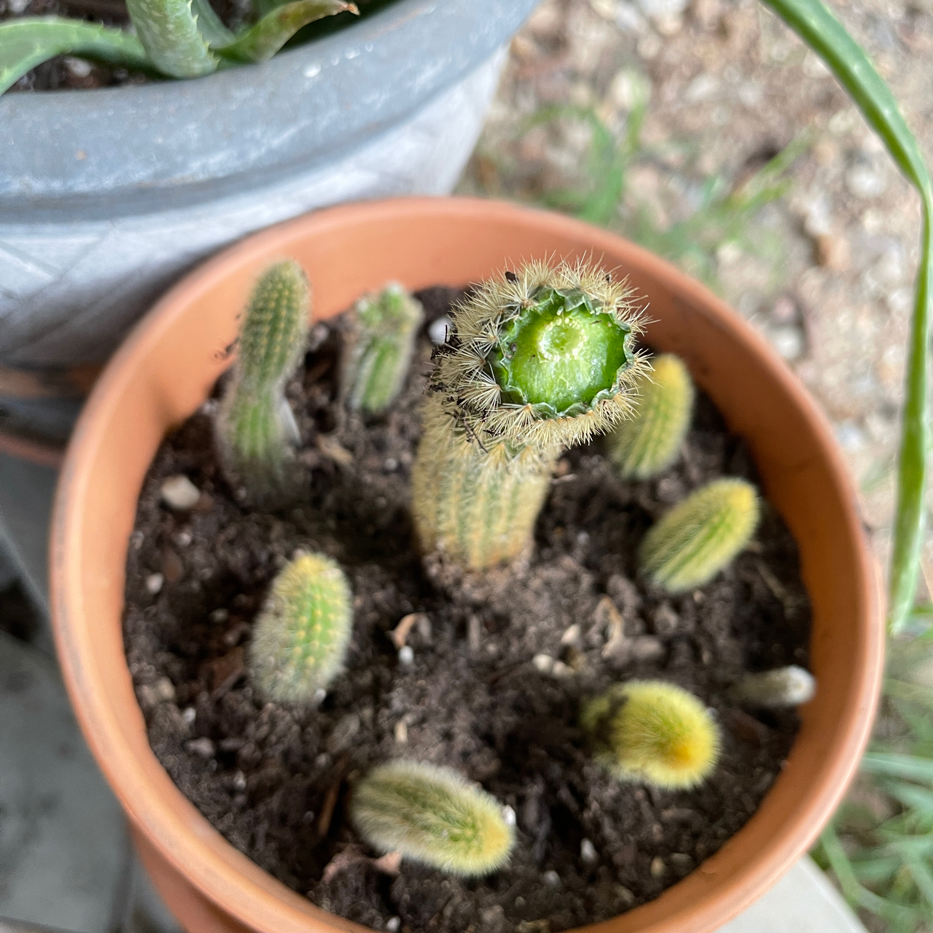 Rat Tail Cactus in a pot with multiple stems and visible soil.