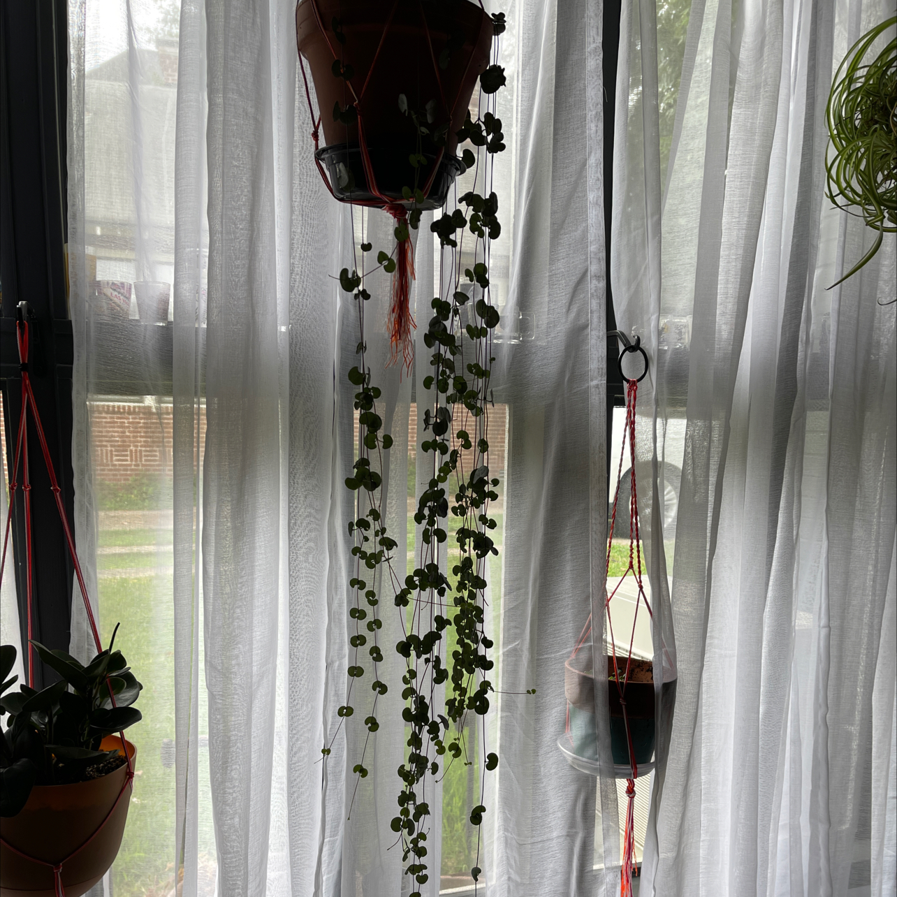 Your plant