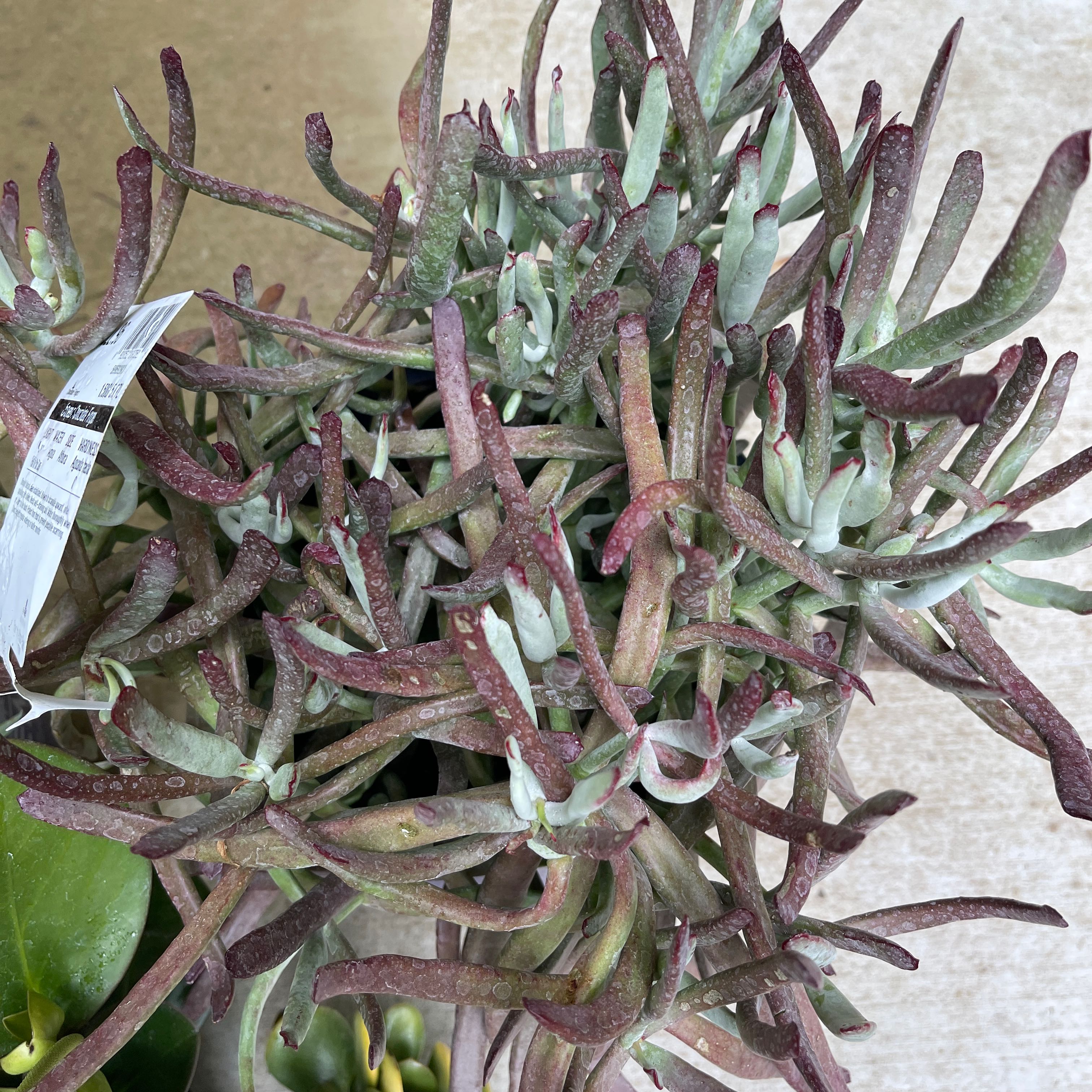 Photo of the plant species cotyledun chocolate fingers by Stephanie named Chingers on Greg, the plant care app