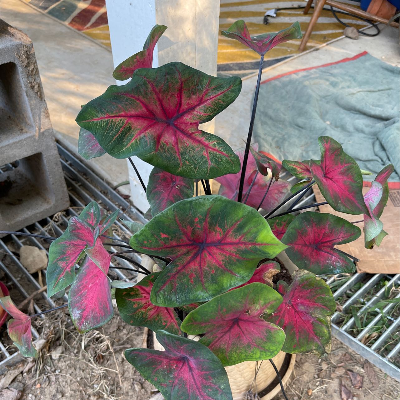 Plant
