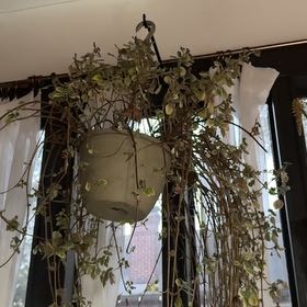 Photo of the plant species Purple Swedish Ivy by Stephanie named Prince on Greg, the plant care app