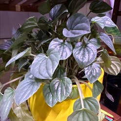Silver Frost Peperomia plant