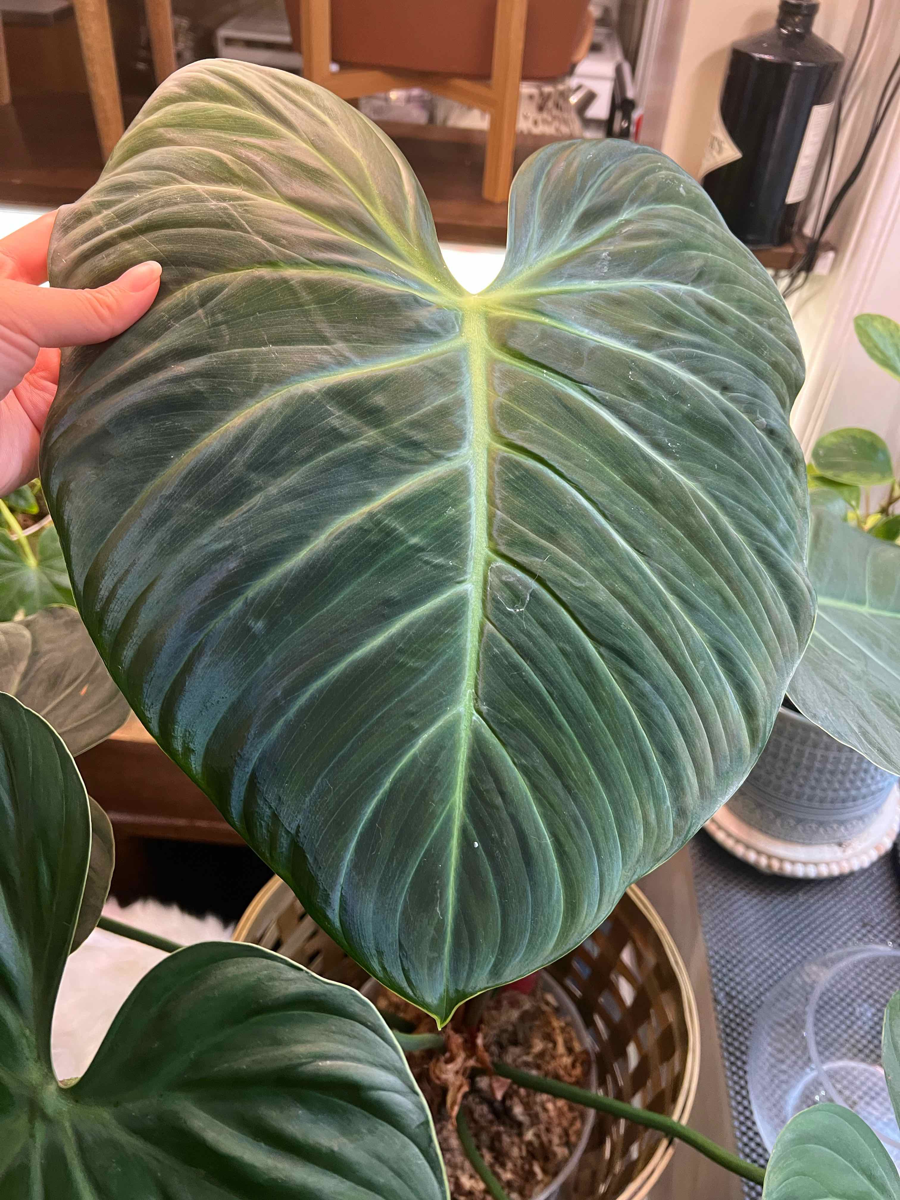 Philodendron El Choco Red leaf held by a hand, showing vibrant and healthy foliage.