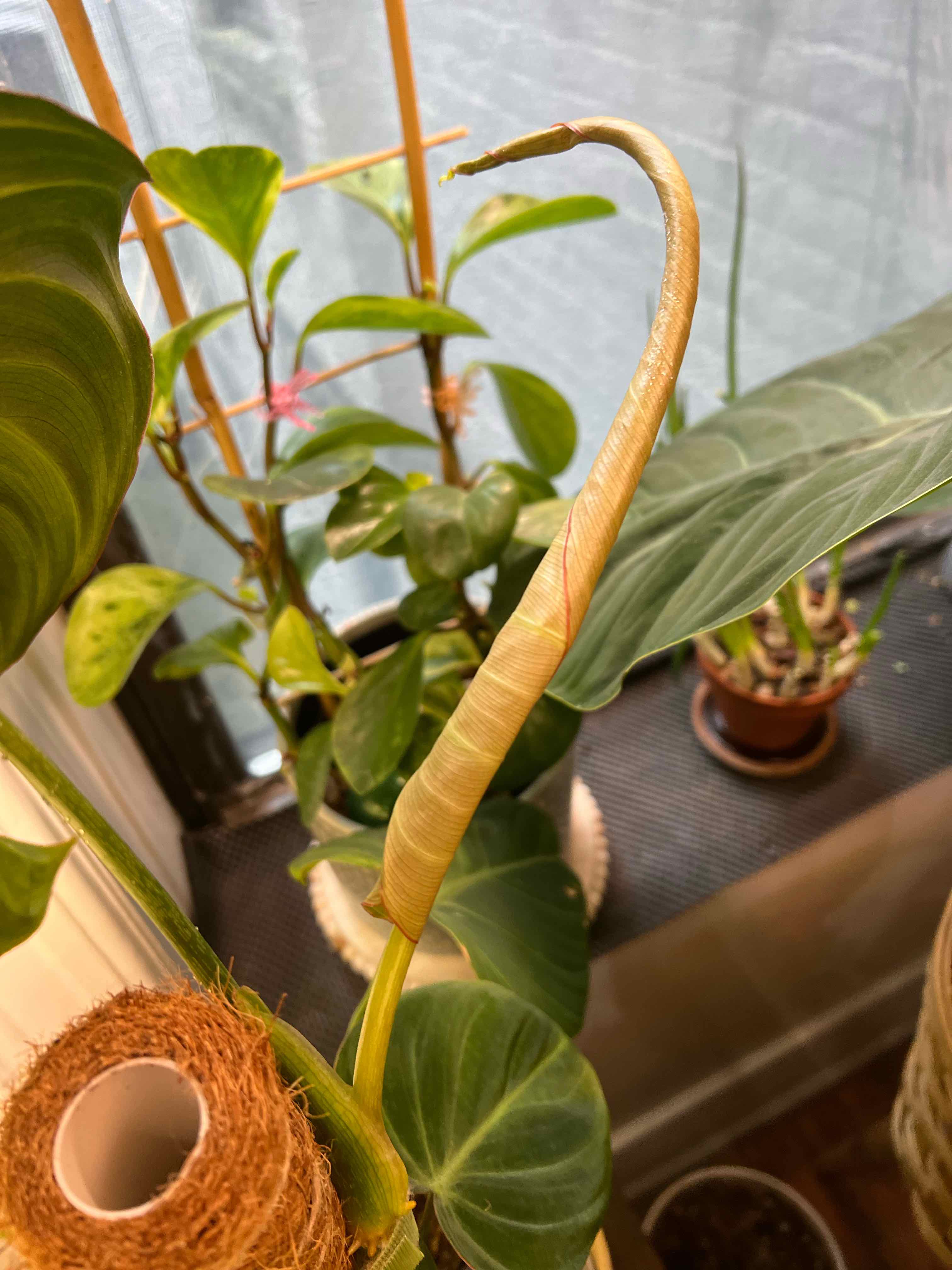 Philodendron 'Glorius' plant with a new leaf unfurling, surrounded by other plants.
