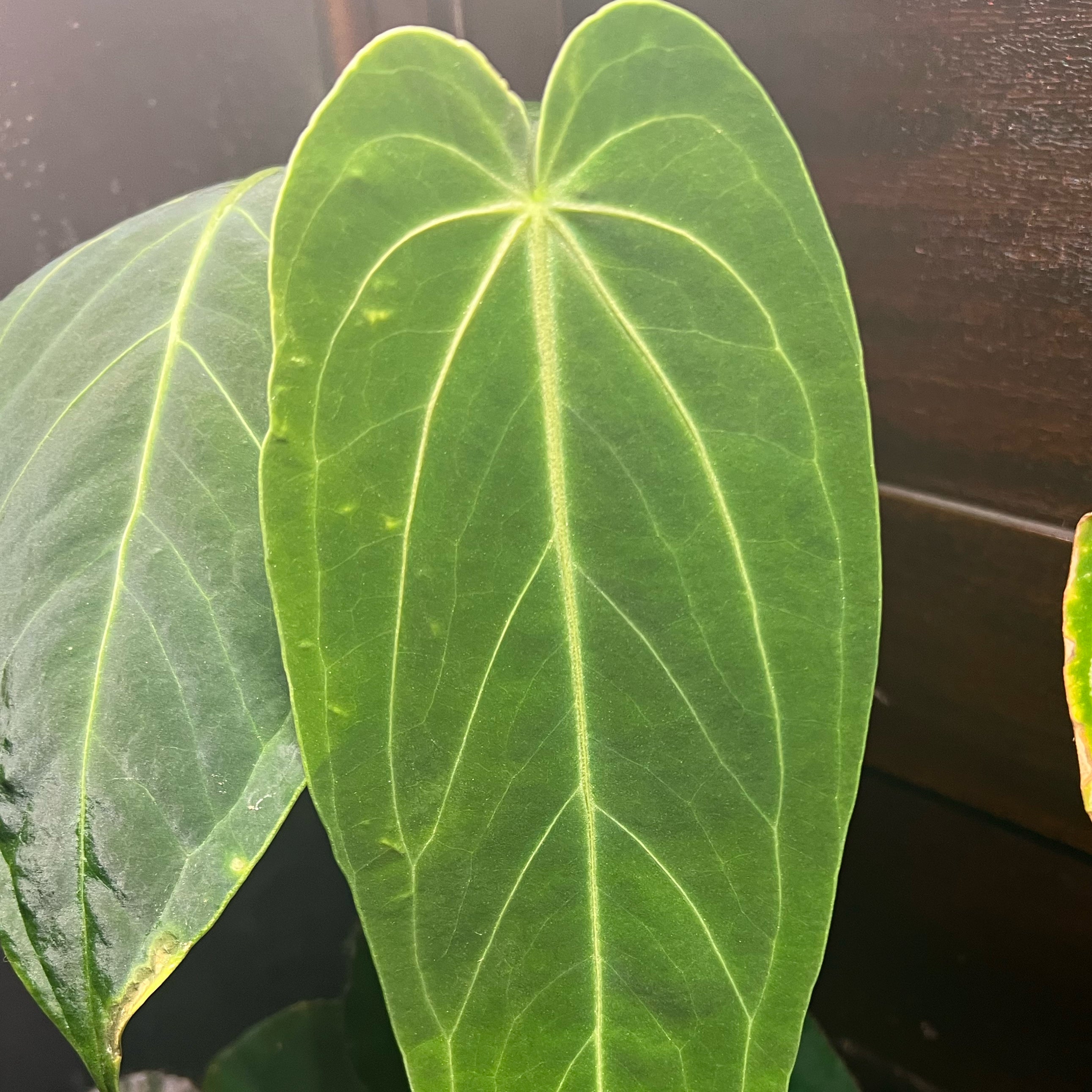Close-up of an Anthurium warocqueanum leaf with minor yellowing spots.