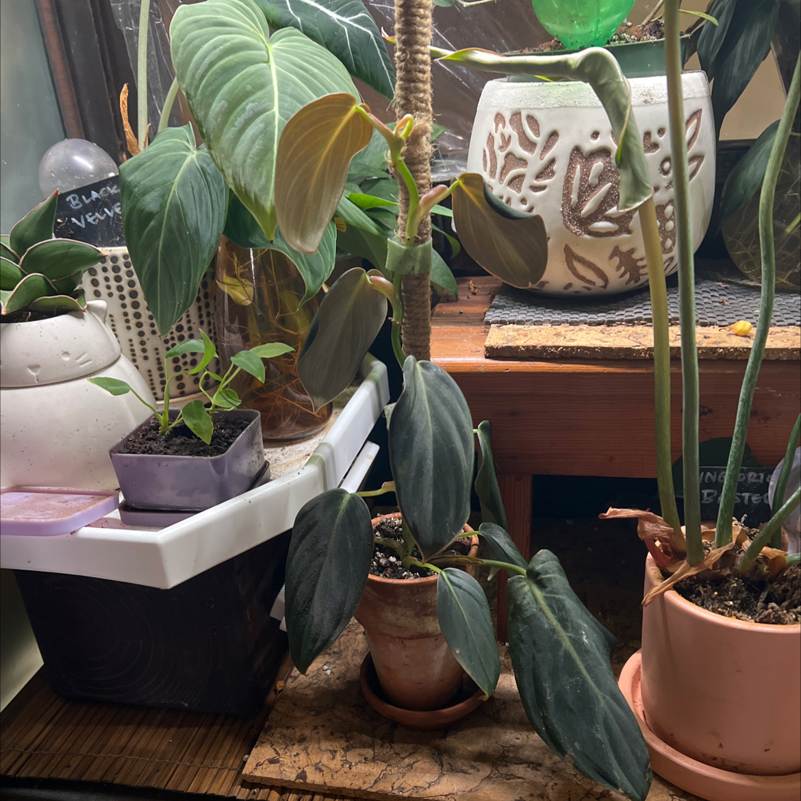 Philodendron gigas plant with large, dark green leaves in a pot indoors, with other plants in the background.