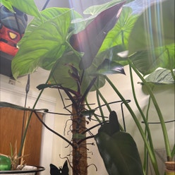 Philodendron Dark Lord plant