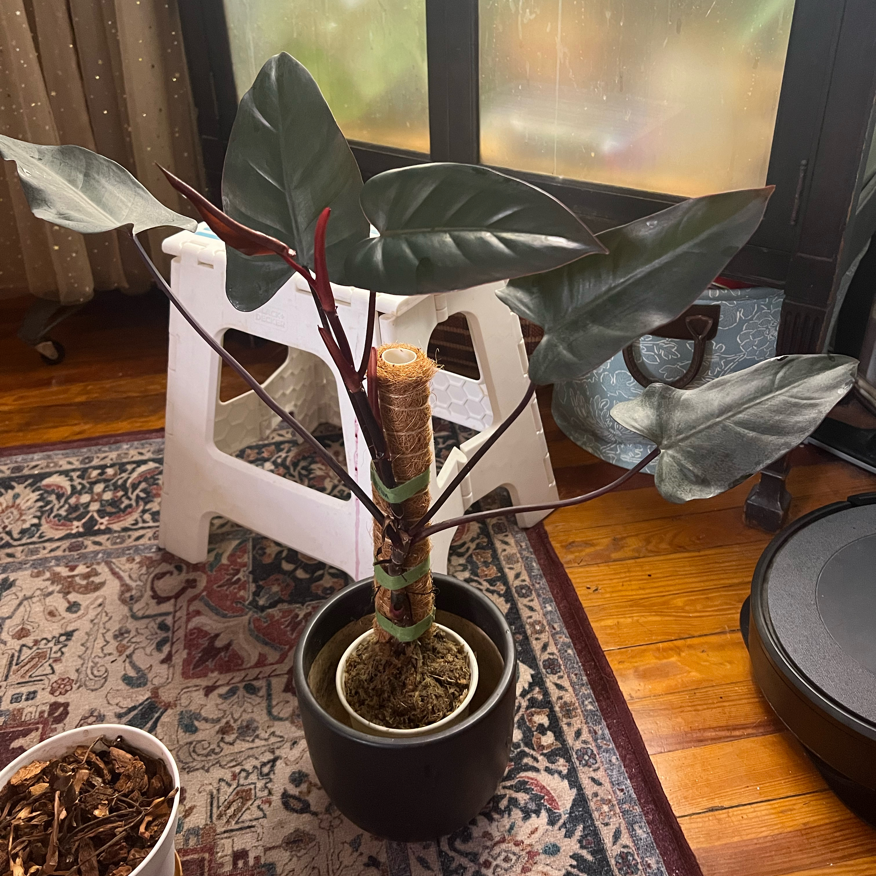 Philodendron Dark Lord plant in a pot indoors, healthy with dark glossy leaves.