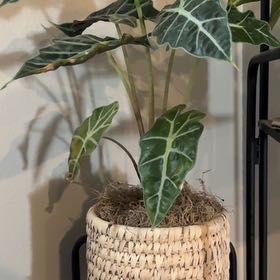 Photo of the plant species african mask by @Callylilly named Aria on Greg, the plant care app