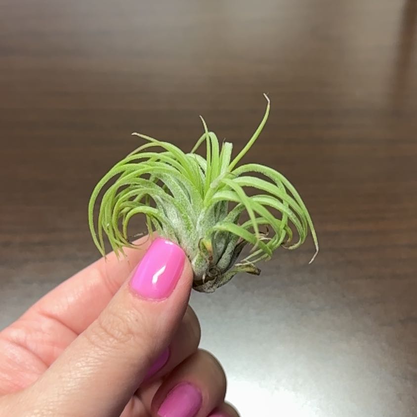 Photo of the plant species Rubra Air Plant by @Callylilly named Stella on Greg, the plant care app