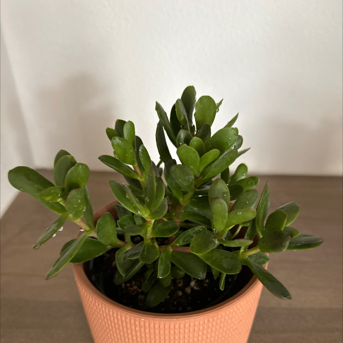 A healthy succulent plant in a small pot with visible soil.