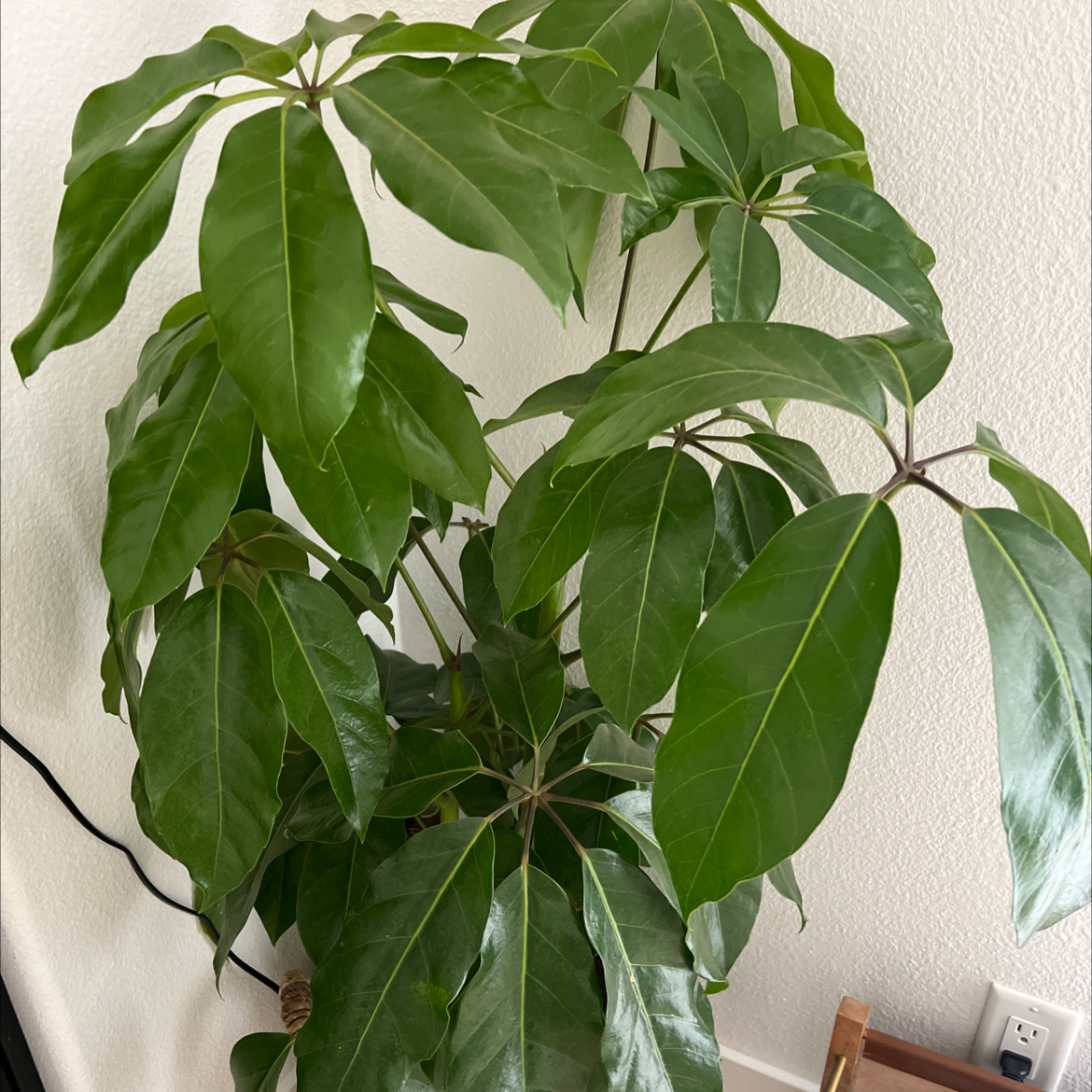 Healthy Alpine Schefflera plant with broad, glossy green leaves.