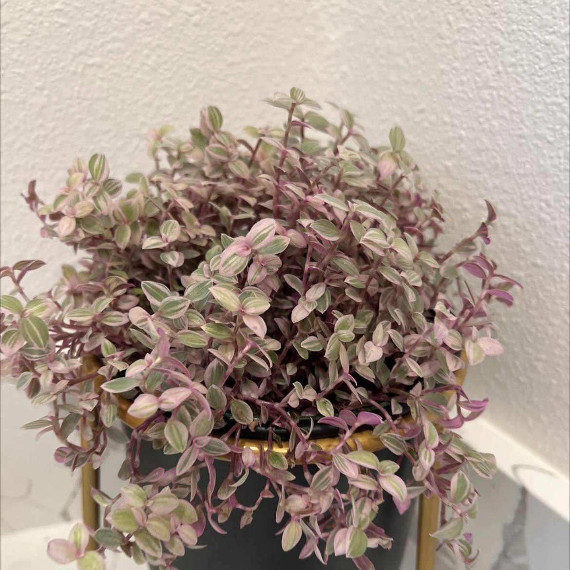 Callisia Pink Panther plant in a pot with vibrant pink and green leaves.