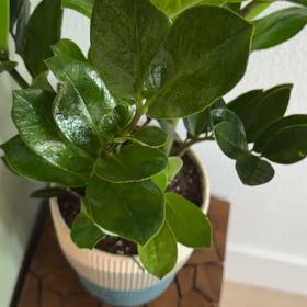 Photo of the plant species Natal Plum by Sarah named Dining on Greg, the plant care app
