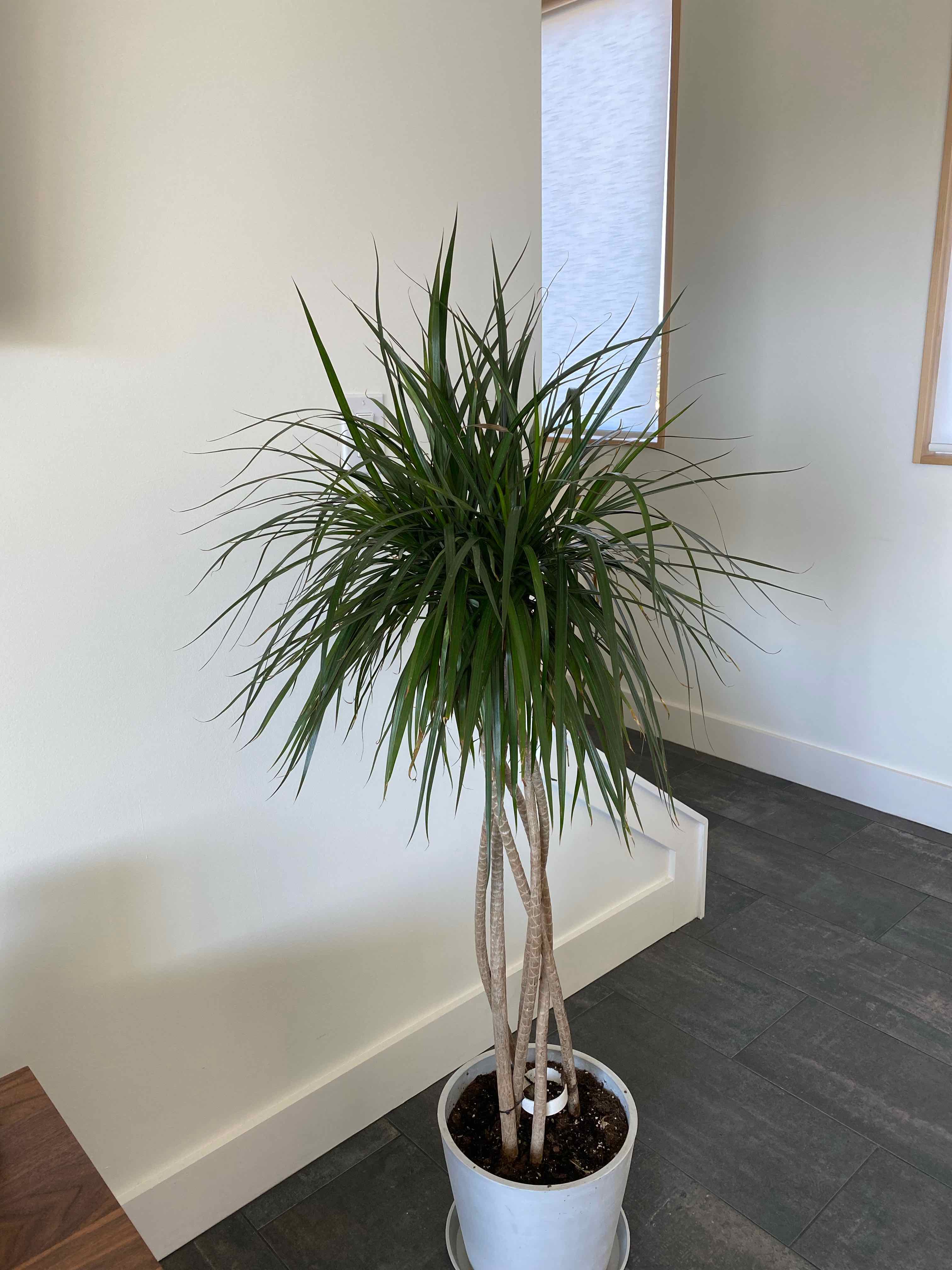 Open Weave Dragon Tree in a white pot with long, narrow green leaves and braided stems.