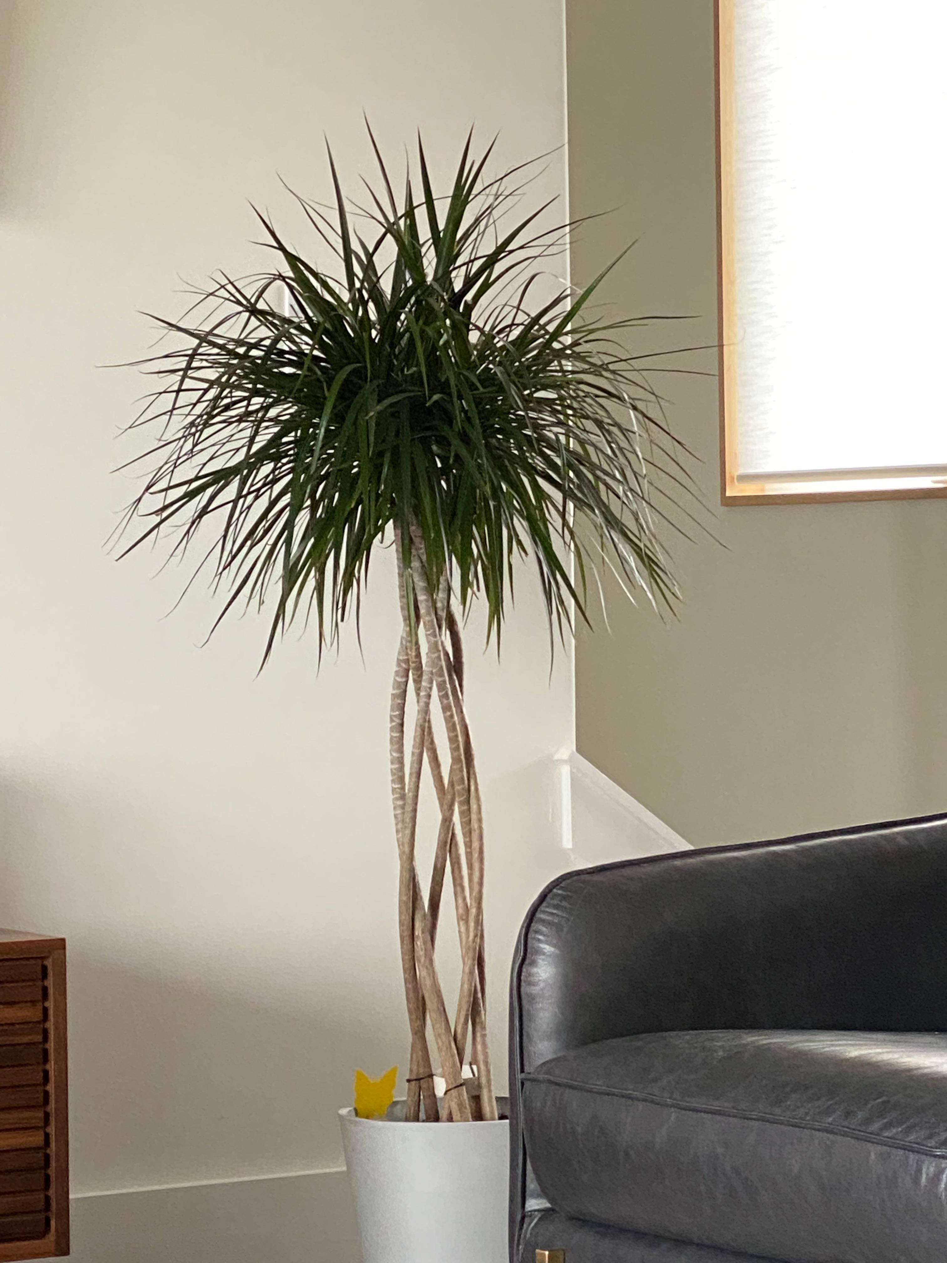 Why Are My Open Weave Dragon Tree Leaves Droopy? 😔